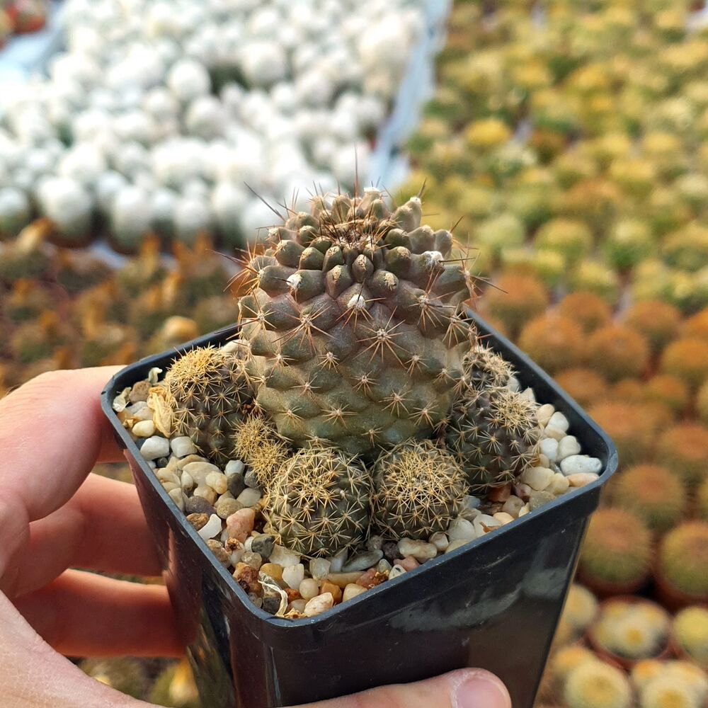 COPIAPOA TENUISSIMA, image 