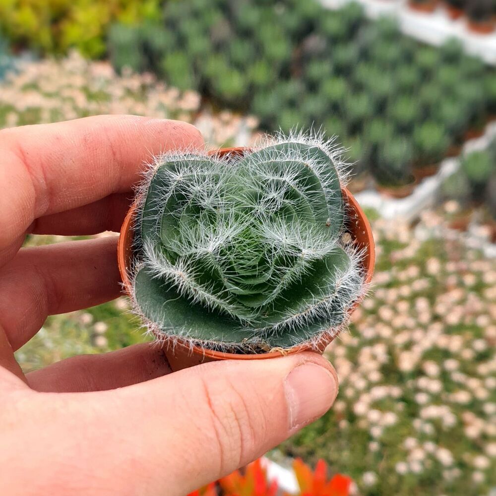 CRASSULA BARBATA, image 