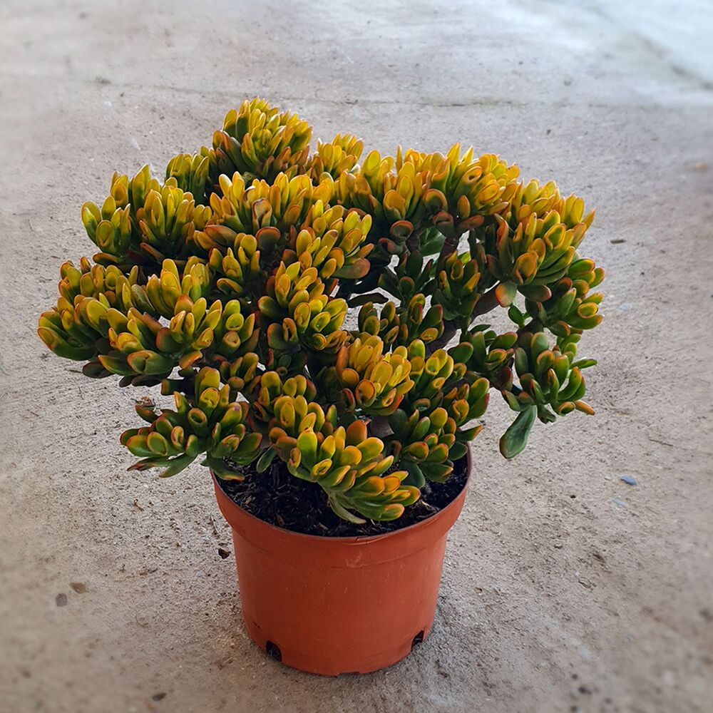 CRASSULA OVATA GOLLUM TRICOLOR, image _ab__is.image_number.default