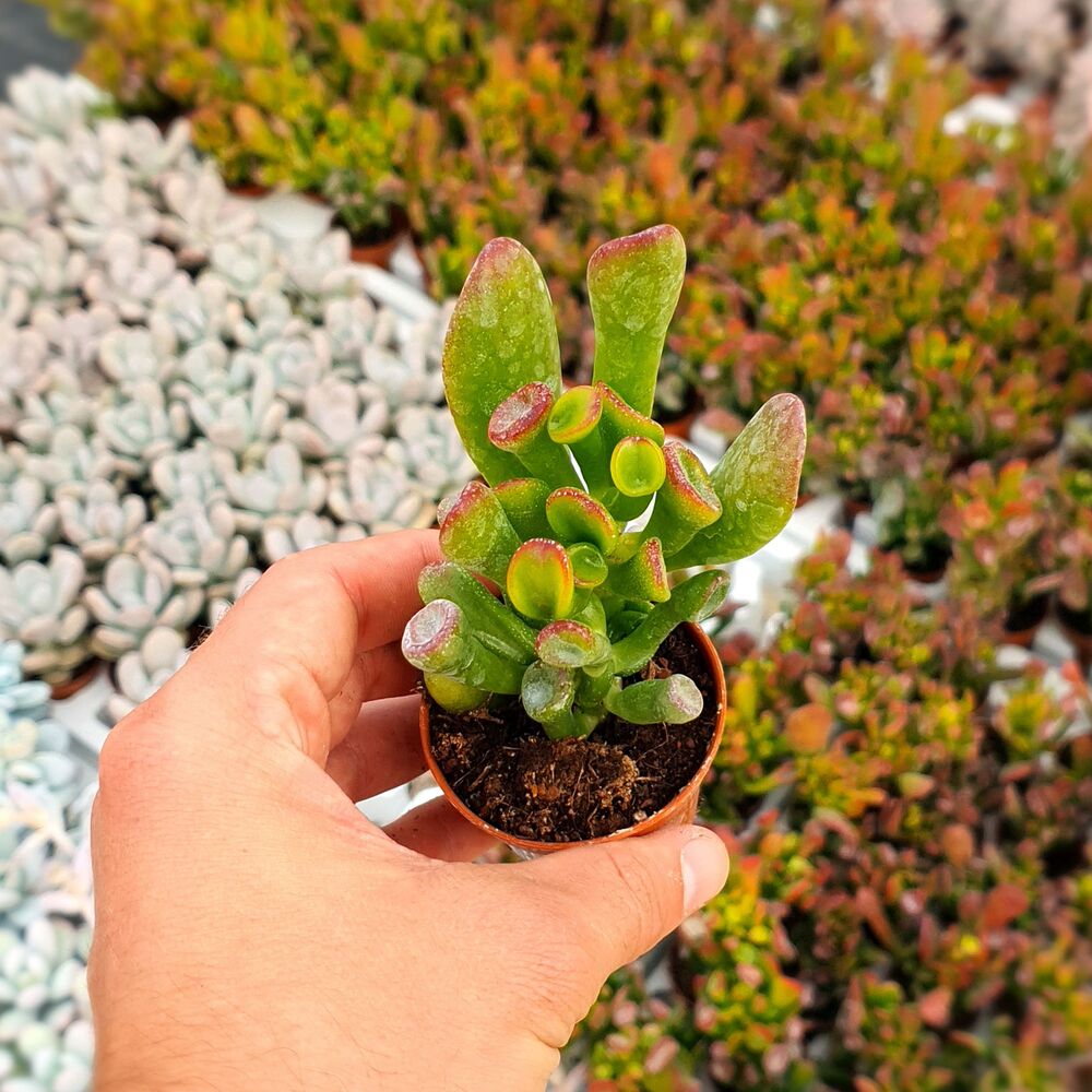 CRASSULA OVATA GOLLUM, image , 3 image