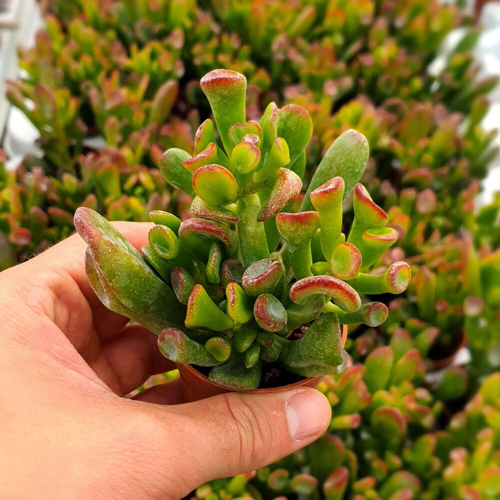 CRASSULA OVATA GOLLUM, image , 2 image