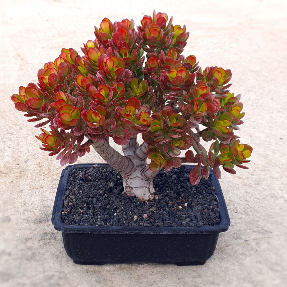 CRASSULA OVATA (BONSAI), image 