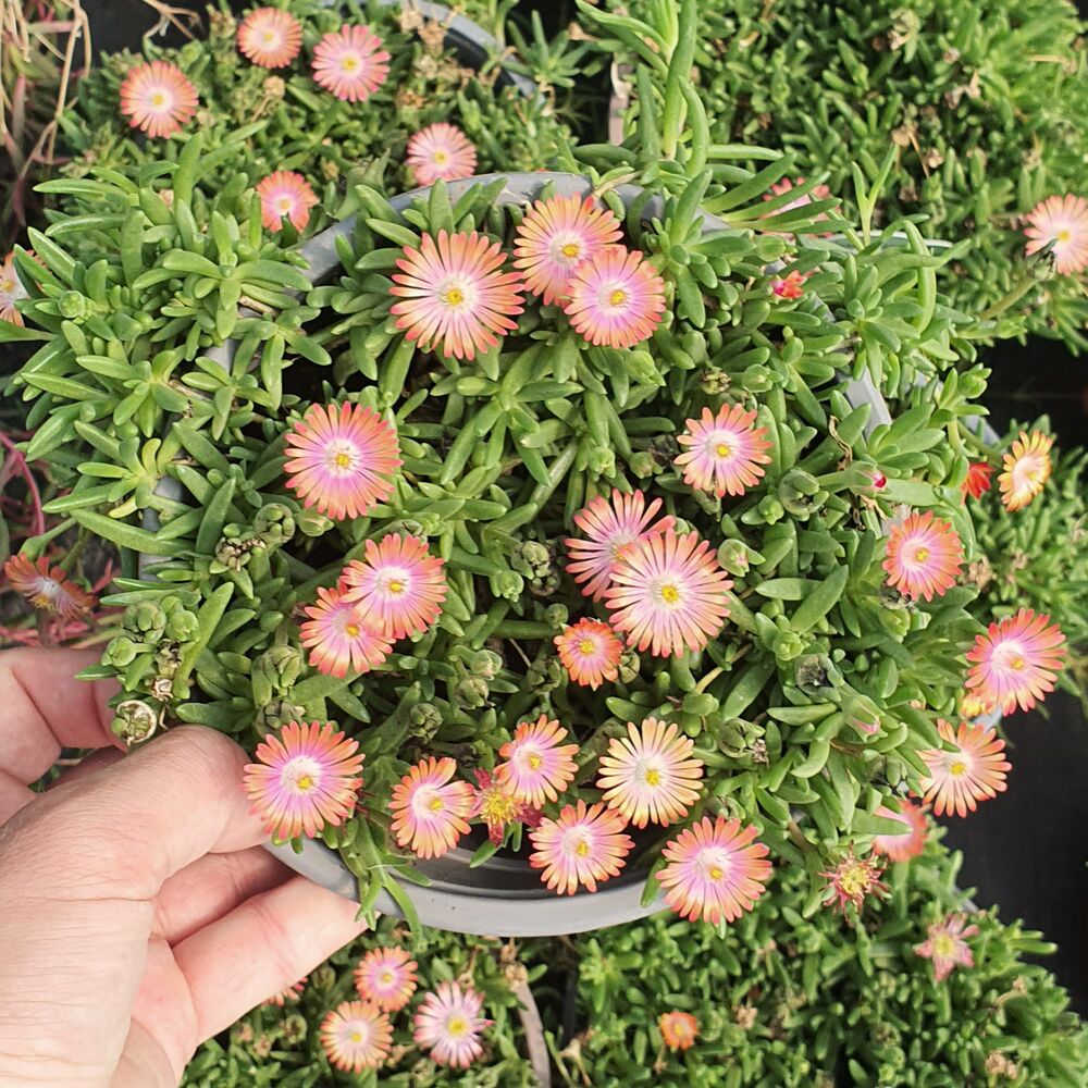 DELOSPERMA ICE CREAM SALMON, image 