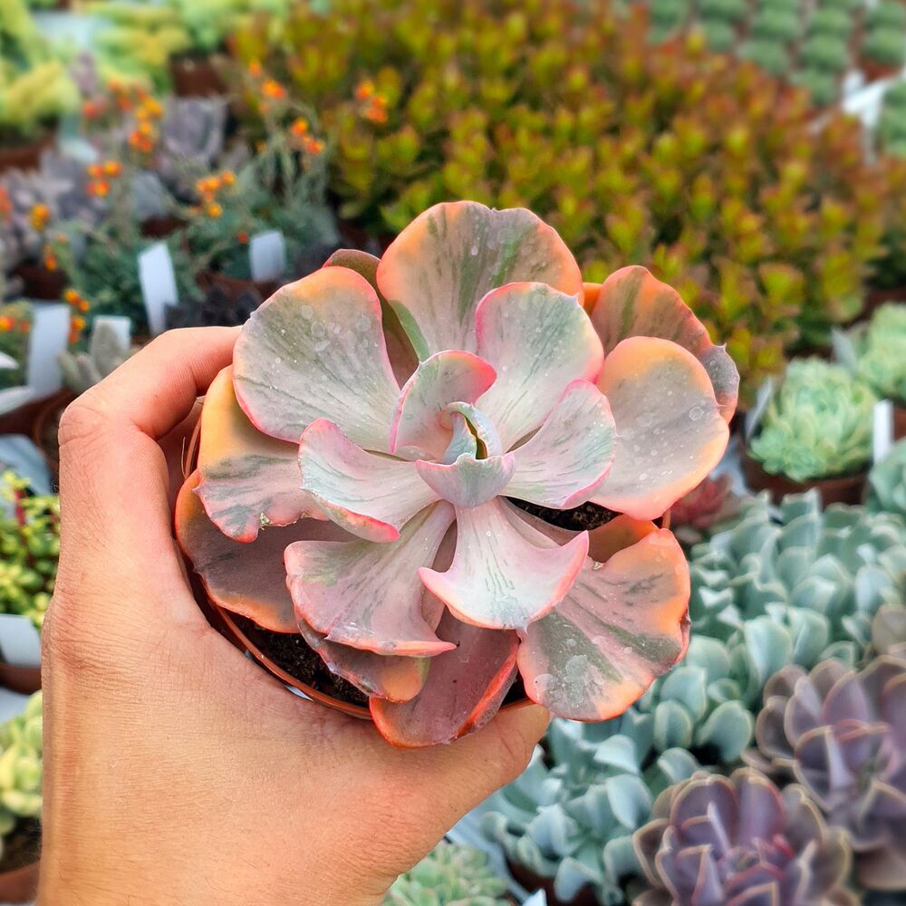 ECHEVERIA BEYONCE VARIEGATA, image , 4 image