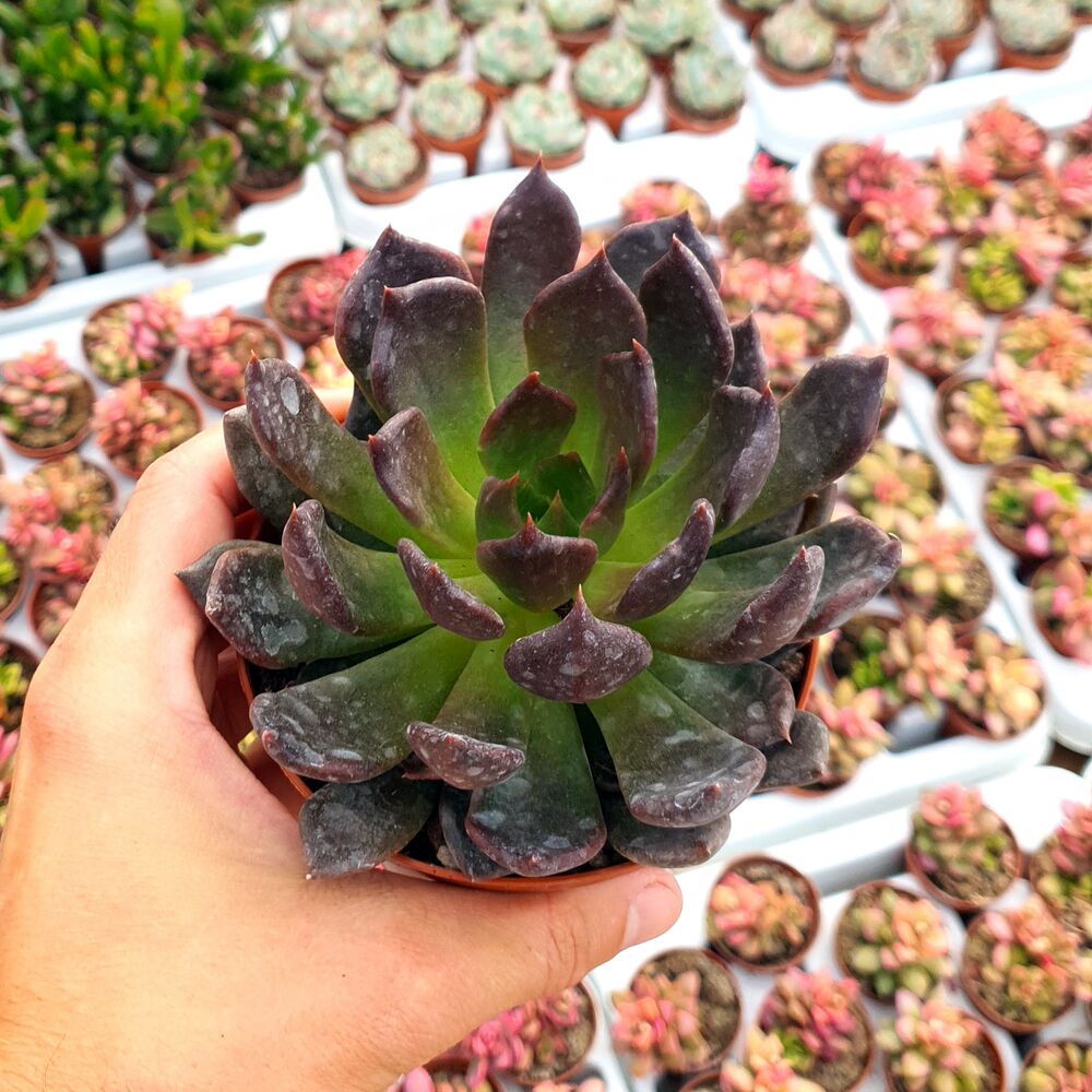 ECHEVERIA BLACK PRINCE, image 