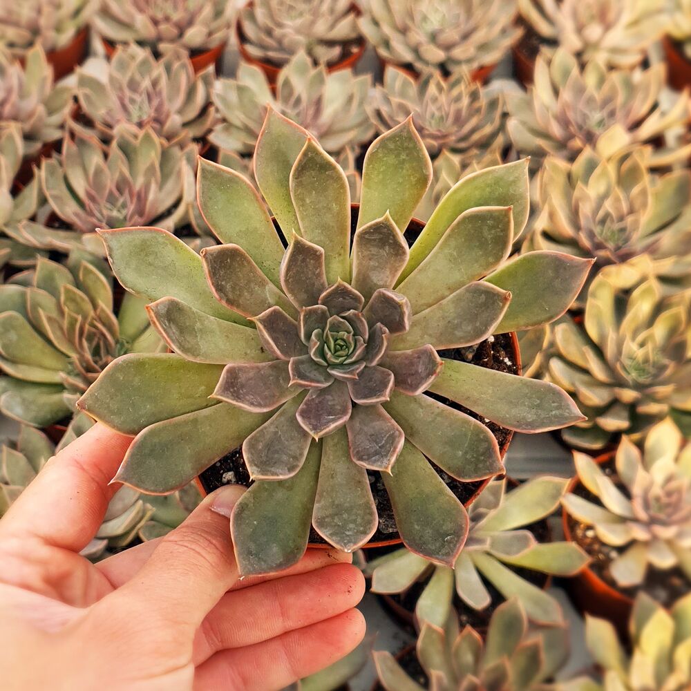 ECHEVERIA MENSA, image 