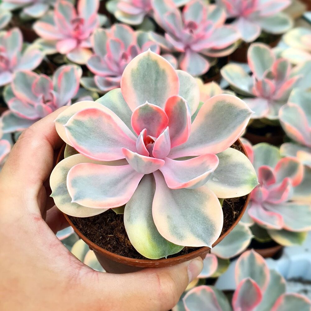 ECHEVERIA PERLE VON NURNBERG RAINBOW, image , 2 image