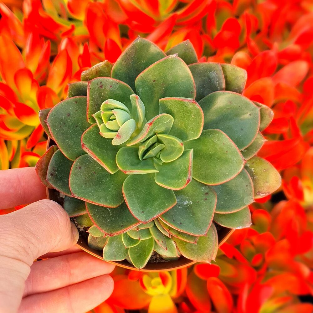 ECHEVERIA SALSA VERDE, image _ab__is.image_number.default