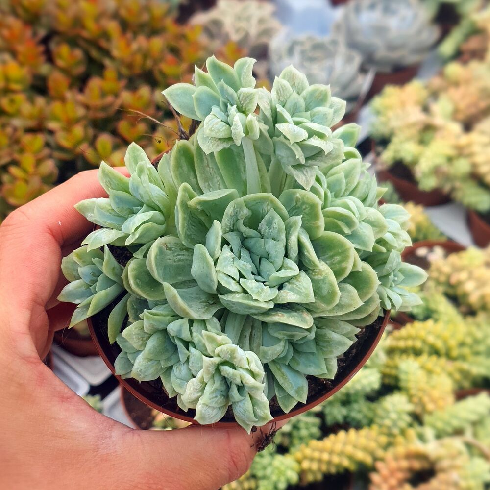 ECHEVERIA ELEGANS MONSTROSA, image 