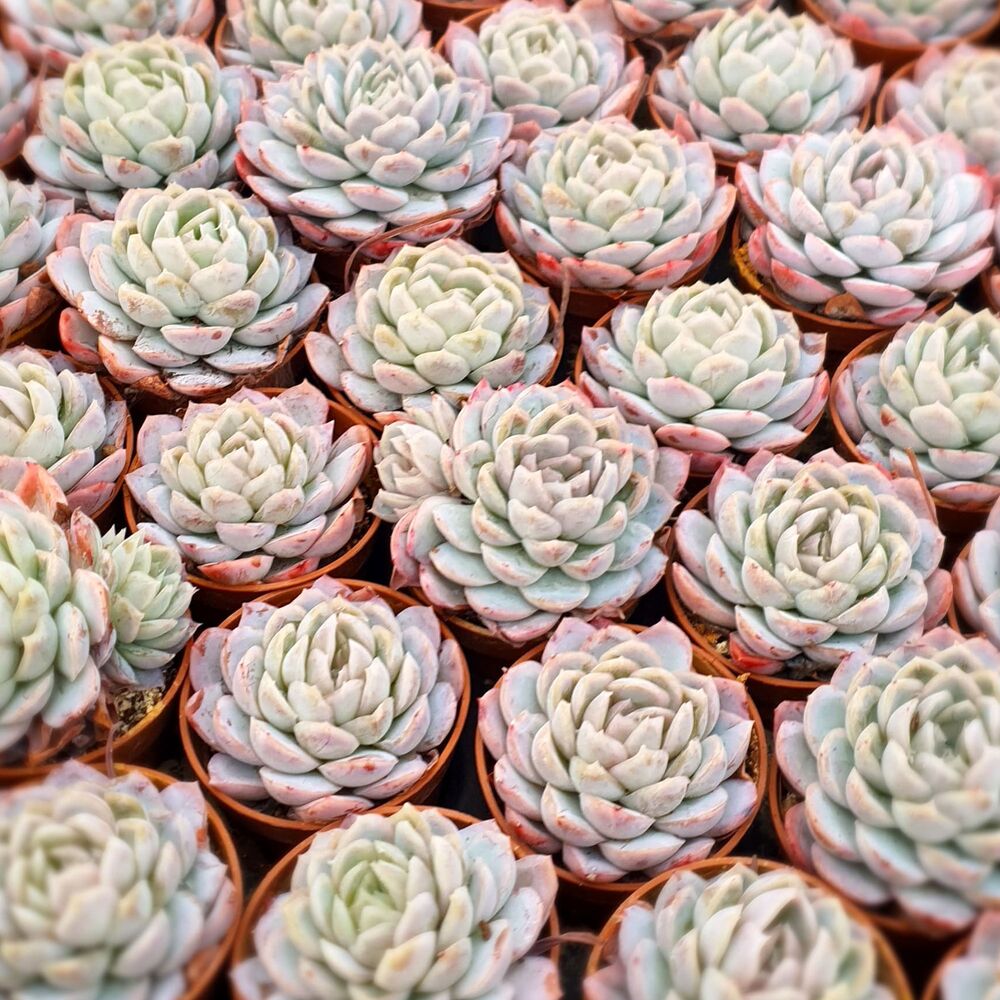 ECHEVERIA ELEGANS, image , 3 image
