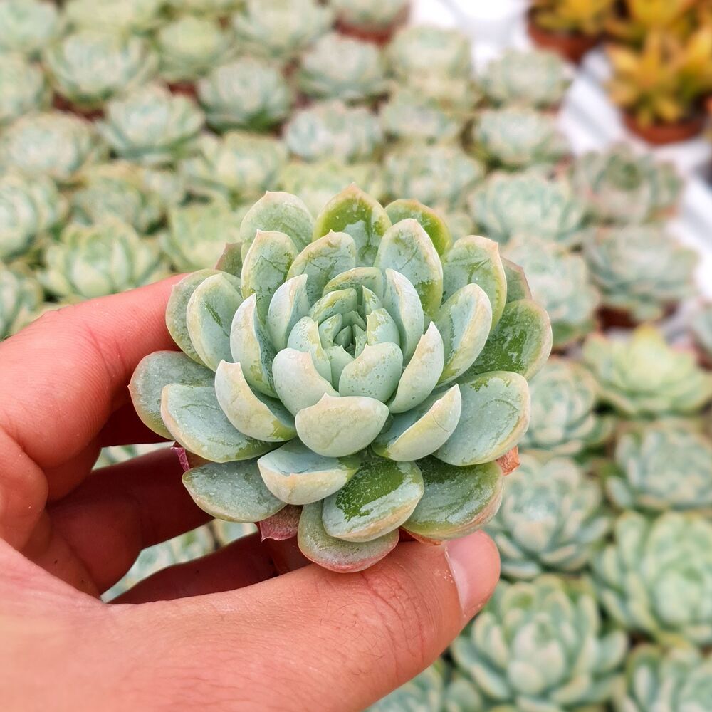 ECHEVERIA ELEGANS, image , 4 image