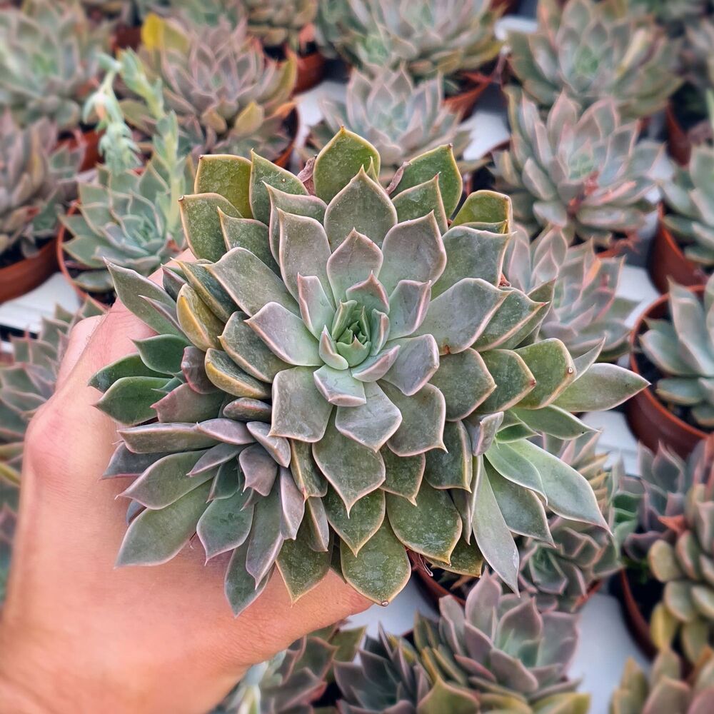 ECHEVERIA MENSA, image 
