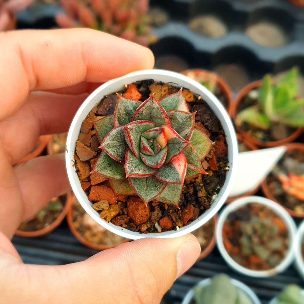 ECHEVERIA MONOCEROTIS VARIEGATA, image 