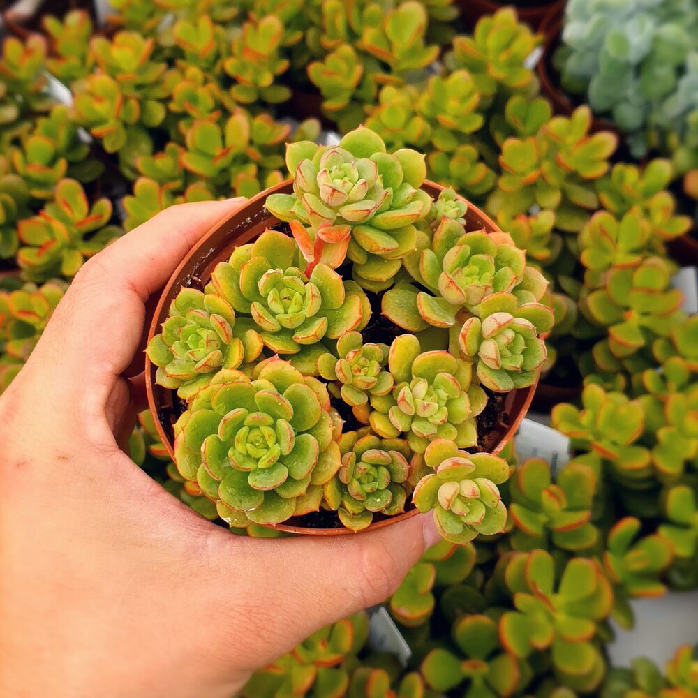 ECHEVERIA MULTICAULIS CAERULEA, image 