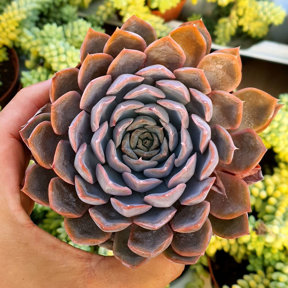 ECHEVERIA ORION, image 