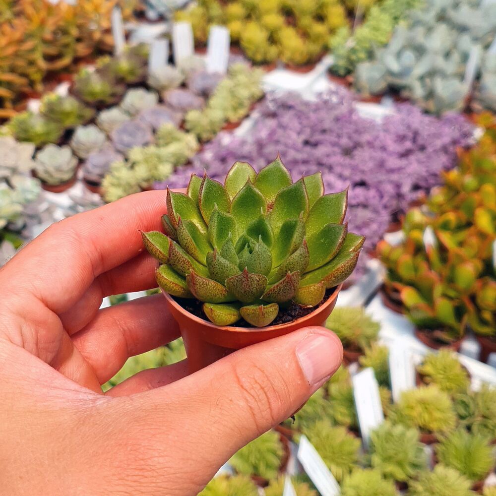 ECHEVERIA SETORUM VICTOR, image 
