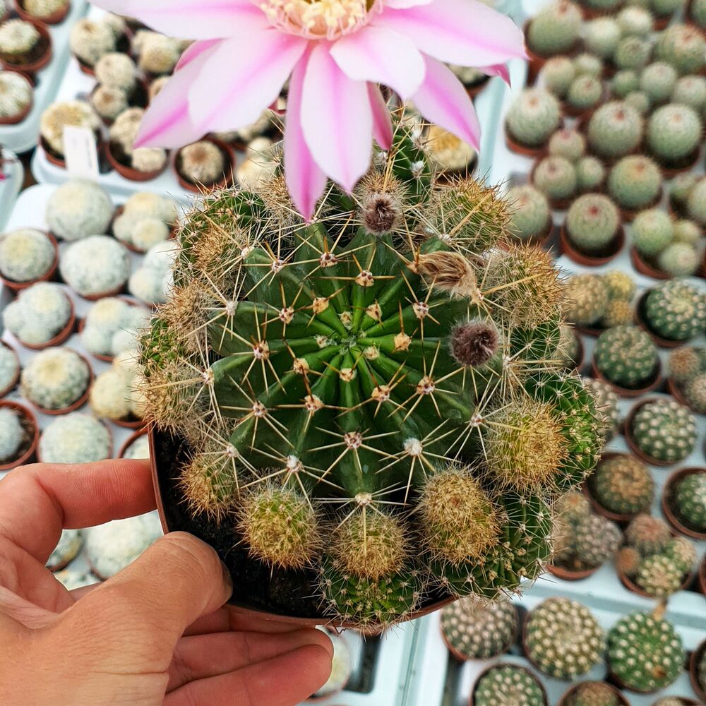 ECHINOPSIS CV. ANASTASIA, image 