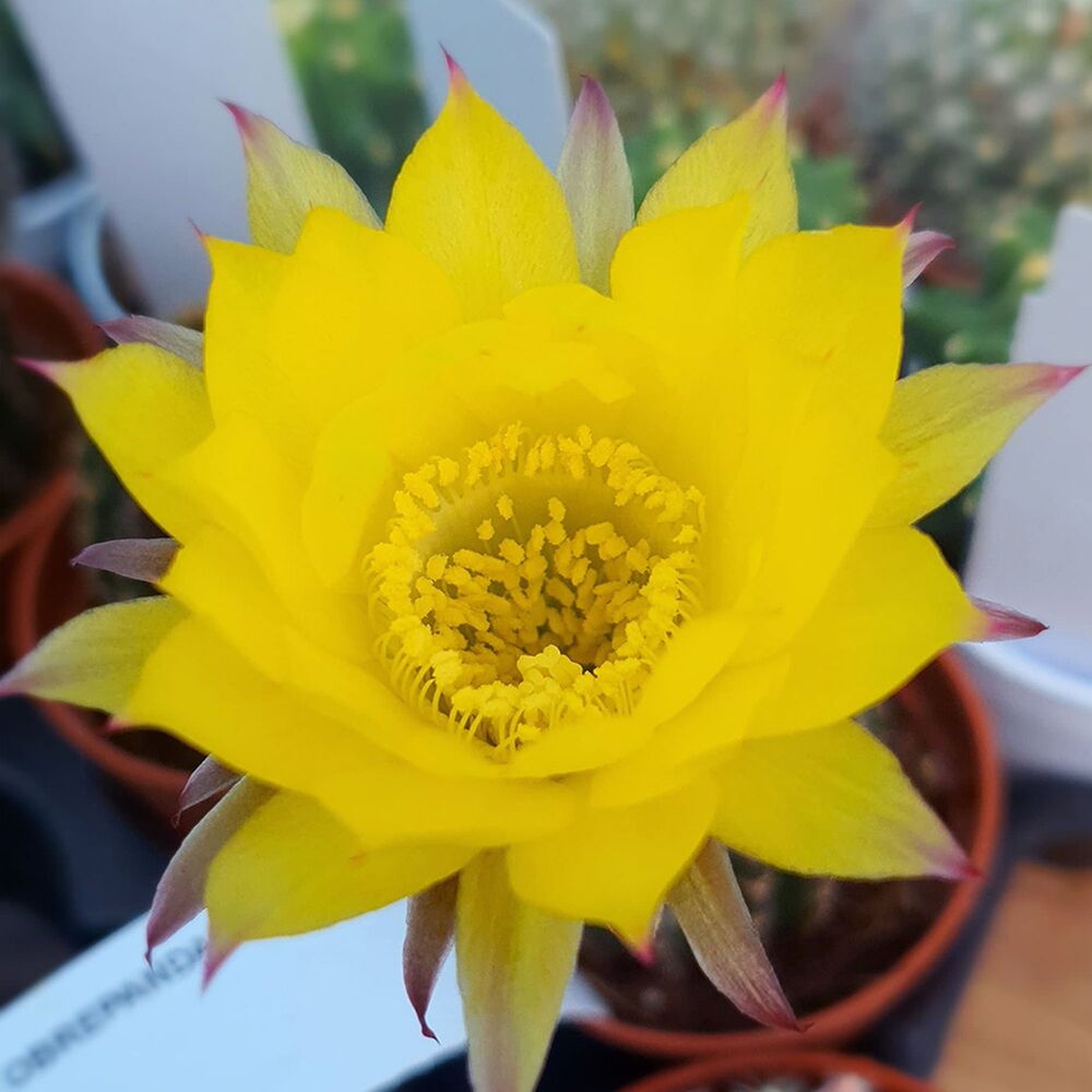 ECHINOPSIS OBREPANDA, image 
