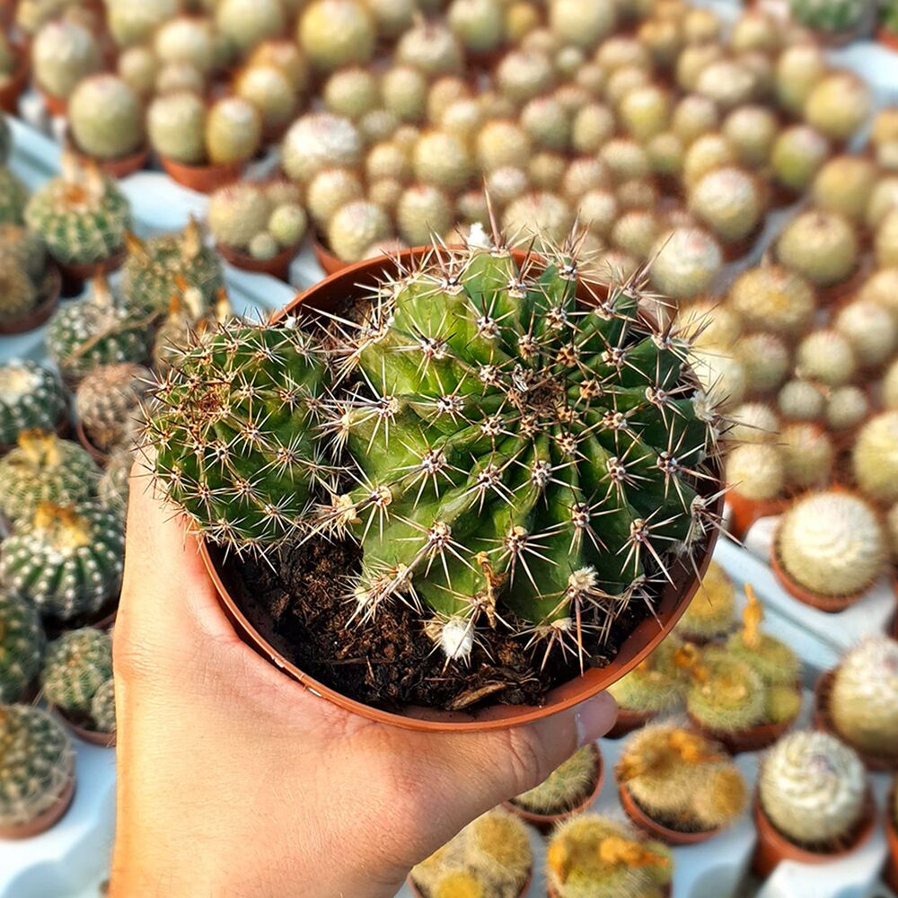 ECHINOPSIS EYRIESII HYB. PINK, image _ab__is.image_number.default