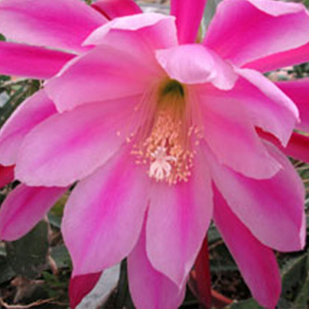 EPIPHYLLUM HYBRID BEAHM'S SURPRISE, image 