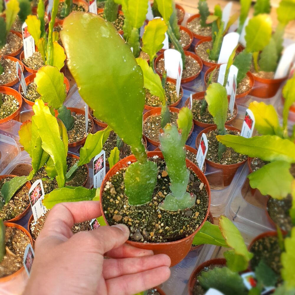 EPIPHYLLUM HYBRID BEAHM'S SURPRISE, image _ab__is.image_number.default