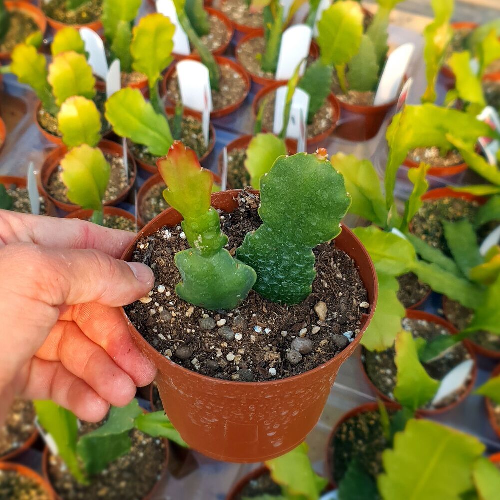 EPIPHYLLUM HYBRID BRUIN, image _ab__is.image_number.default