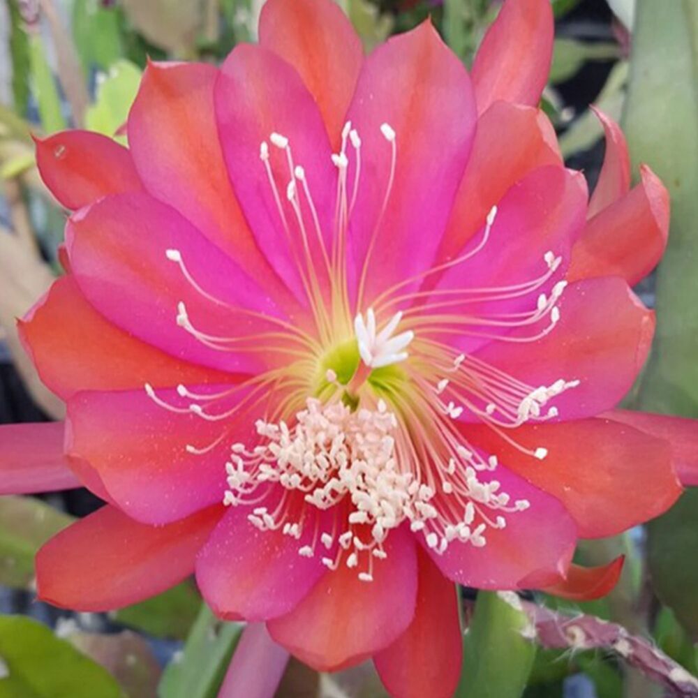 EPIPHYLLUM HYBRID DANTE, image 