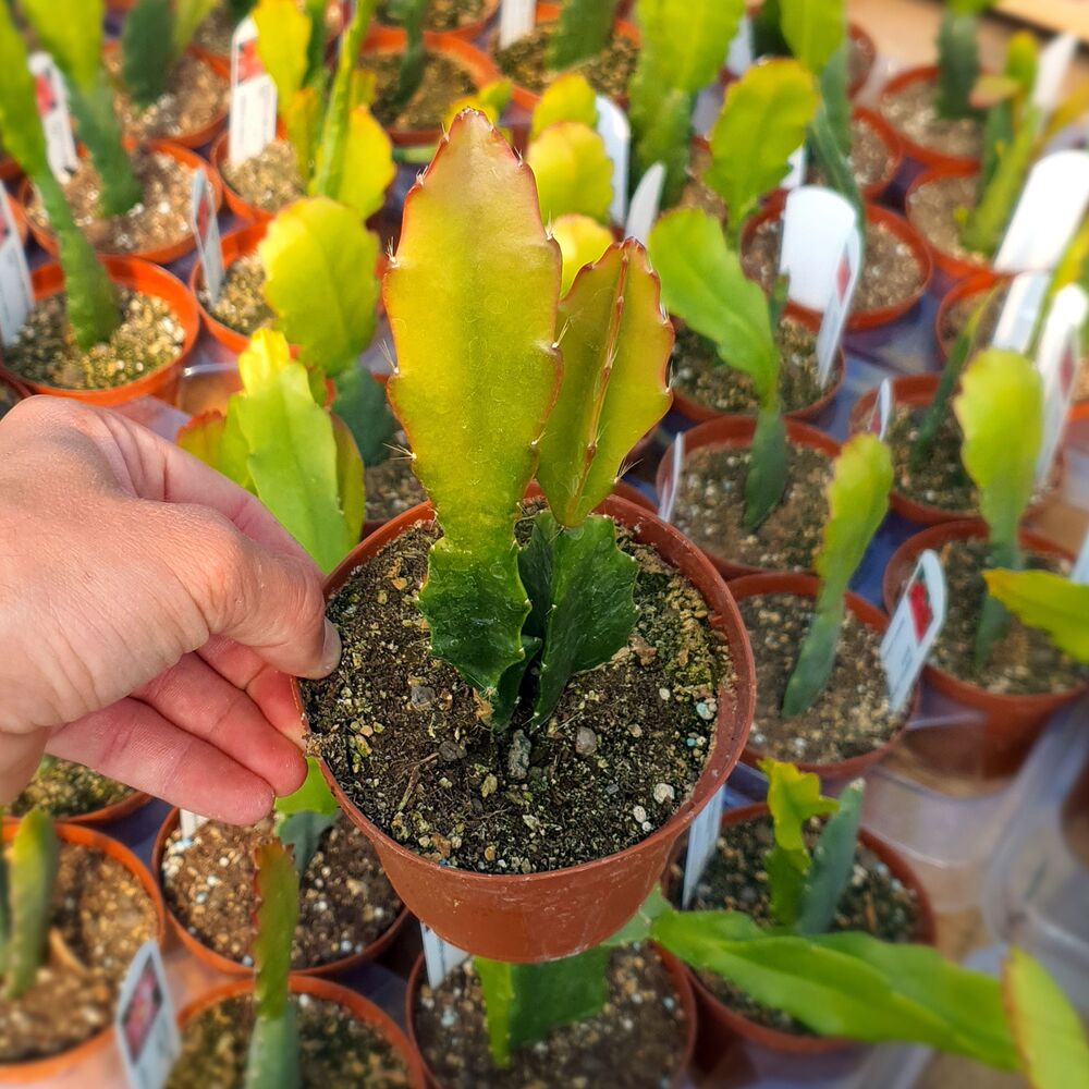 EPIPHYLLUM HYBRID FORTUNE TELLER, image , 2 image