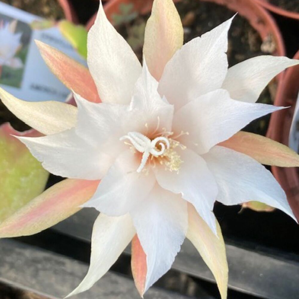 EPIPHYLLUM HYBRID FRINGE OF GOLD, image 