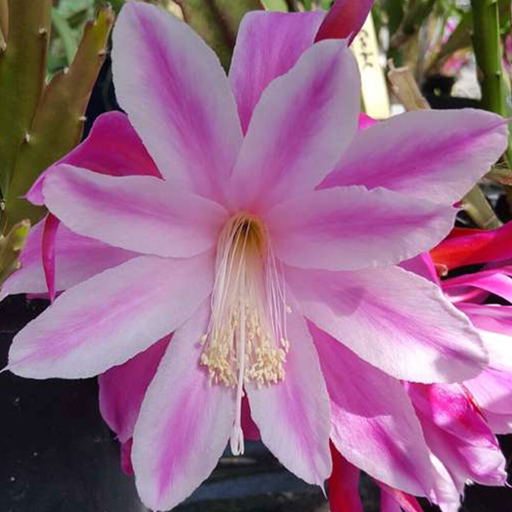 EPIPHYLLUM HYBRID GLADYCE JONES, image 
