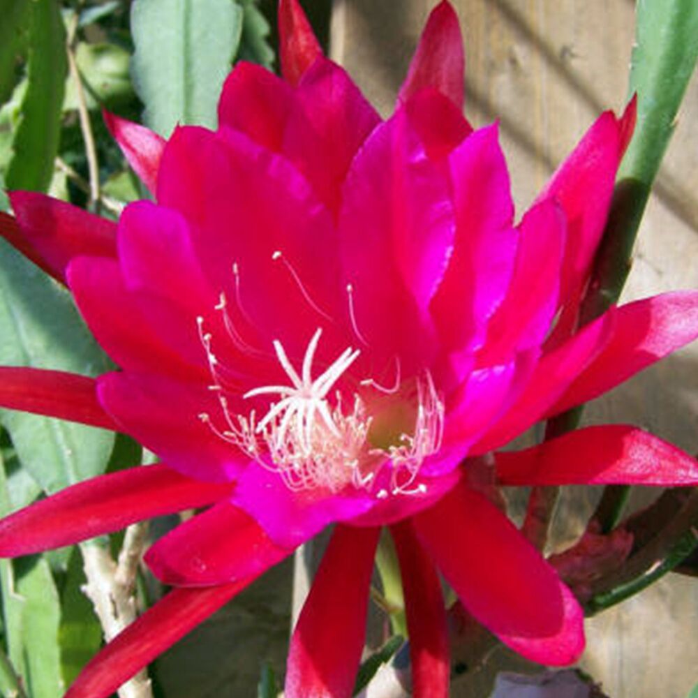 EPIPHYLLUM HYBRID HARRY PAETZ, image 