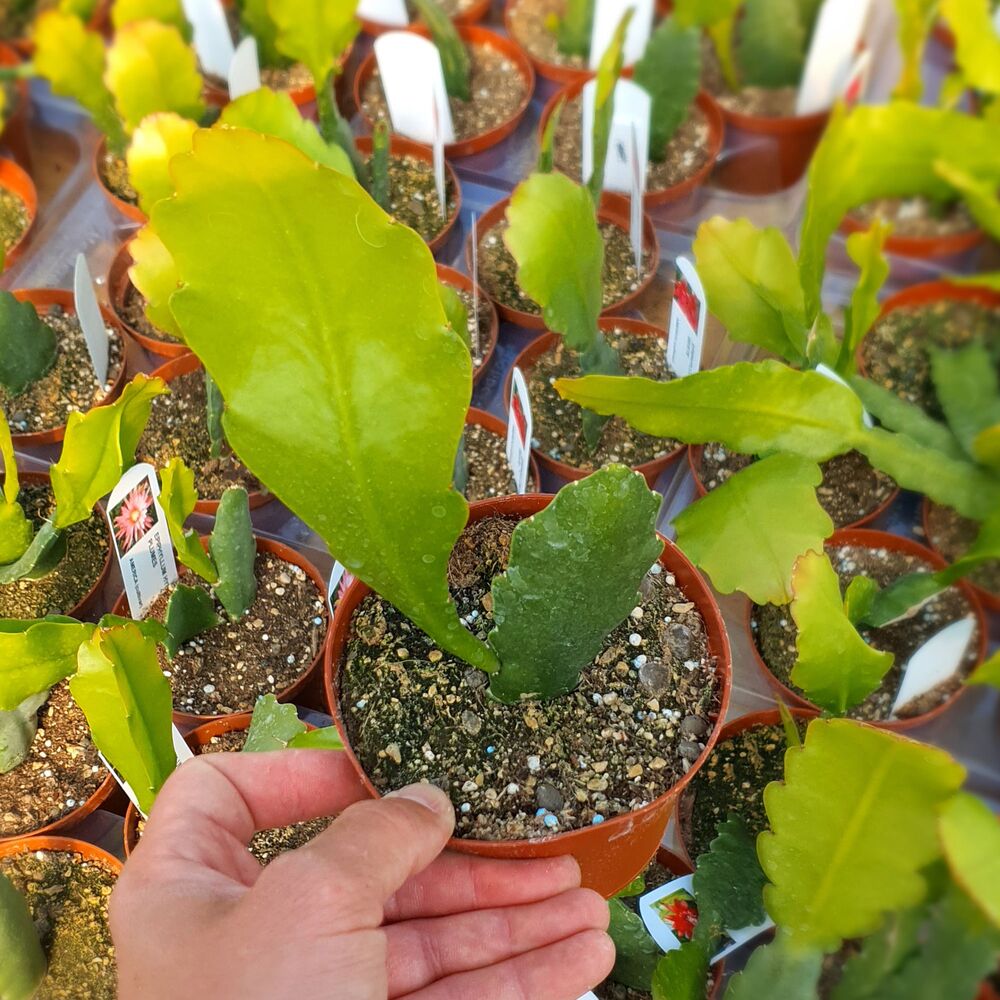 EPIPHYLLUM HYBRID IRETTE, image , 2 image