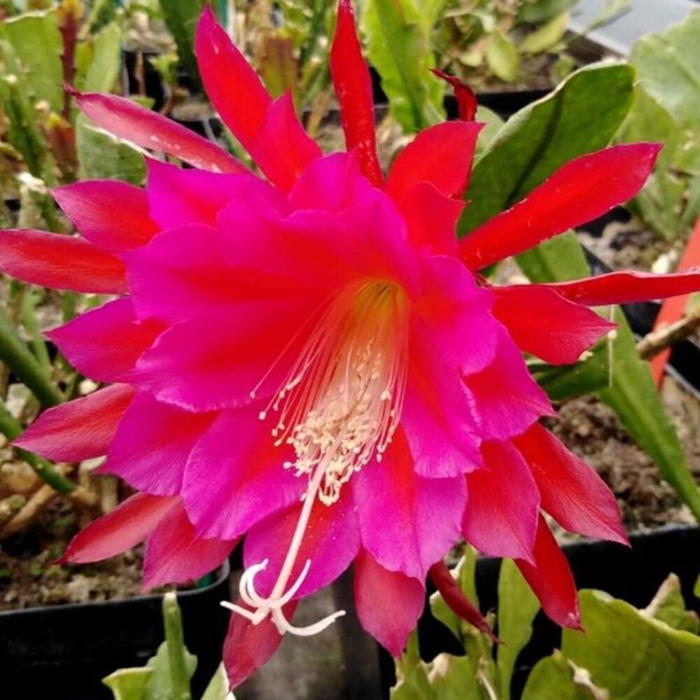 EPIPHYLLUM HYBRID KLAUS PAETZ, image 