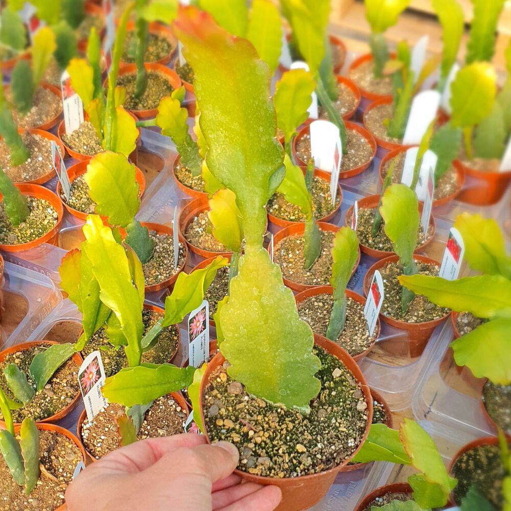 EPIPHYLLUM HYBRID KLAUS PAETZ, image , 2 image