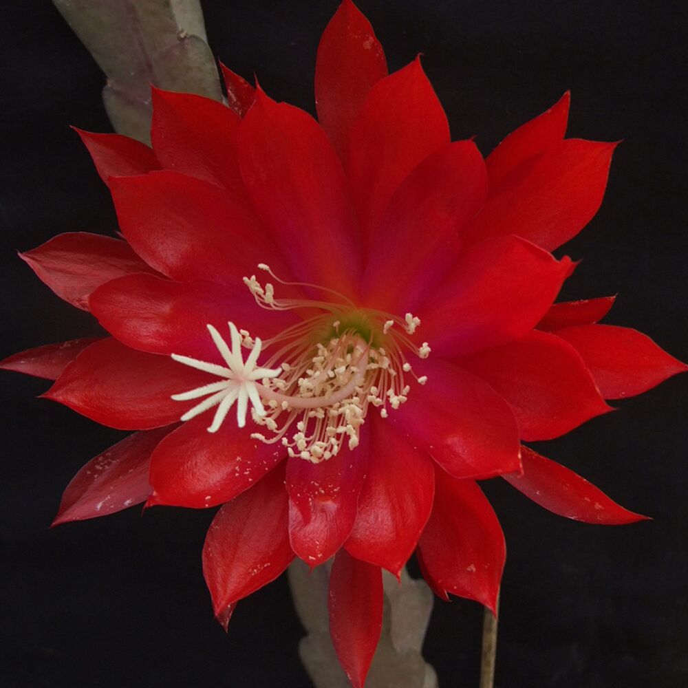 EPIPHYLLUM HYBRID MADAME DE LAET, image 