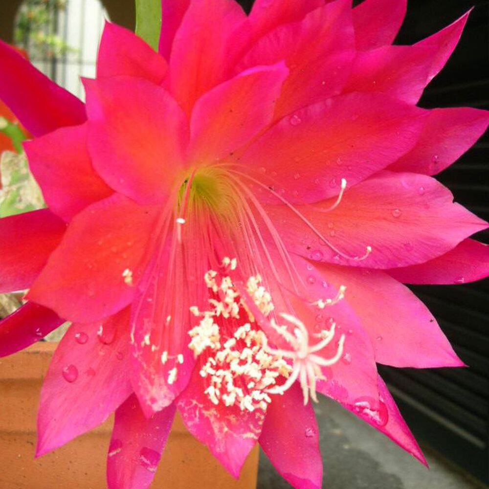 EPIPHYLLUM HYBRID MAJA BUCHI, image 