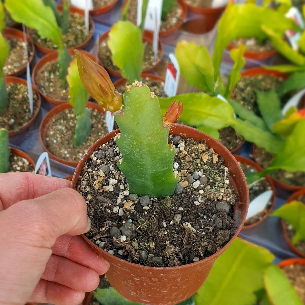 EPIPHYLLUM HYBRID MAJA BUCHI, image , 2 image