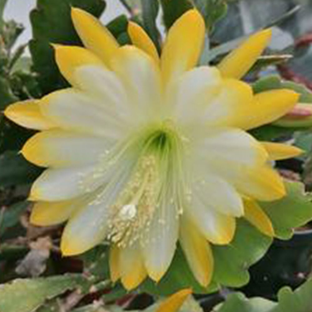 EPIPHYLLUM HYBRID MEDA, image 