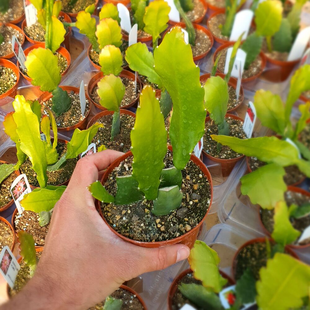 EPIPHYLLUM HYBRID MEDA, image , 2 image