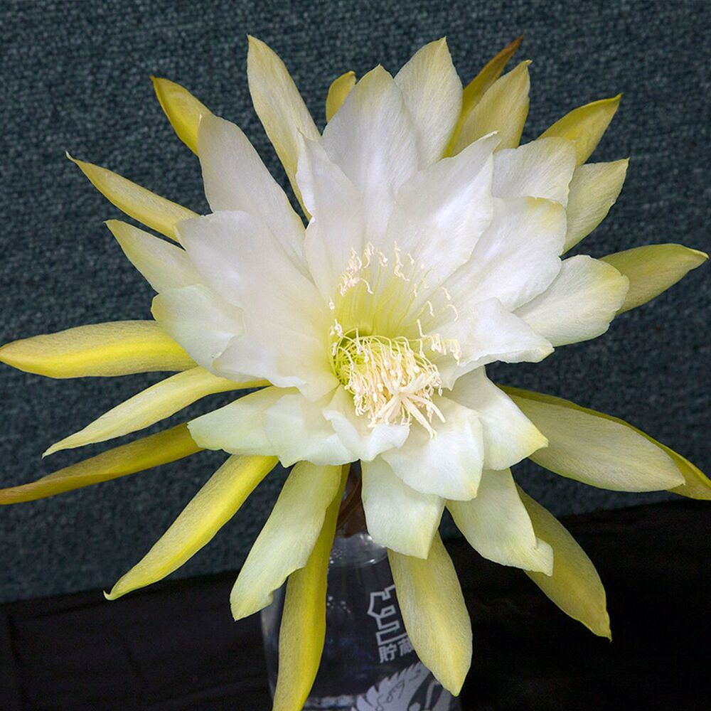 EPIPHYLLUM HYBRID MYRAH, image 