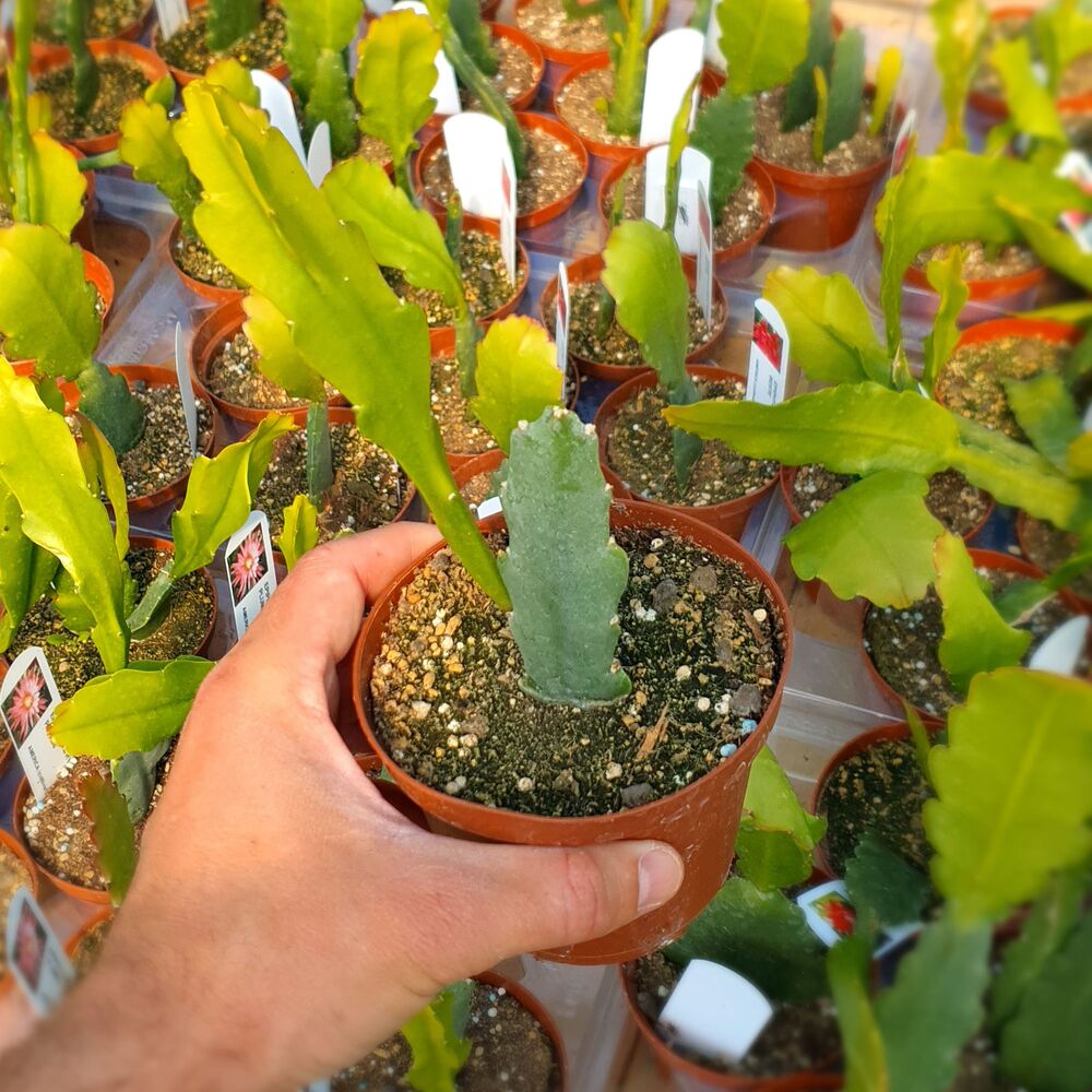 EPIPHYLLUM HYBRID PINK PLUMES, image _ab__is.image_number.default