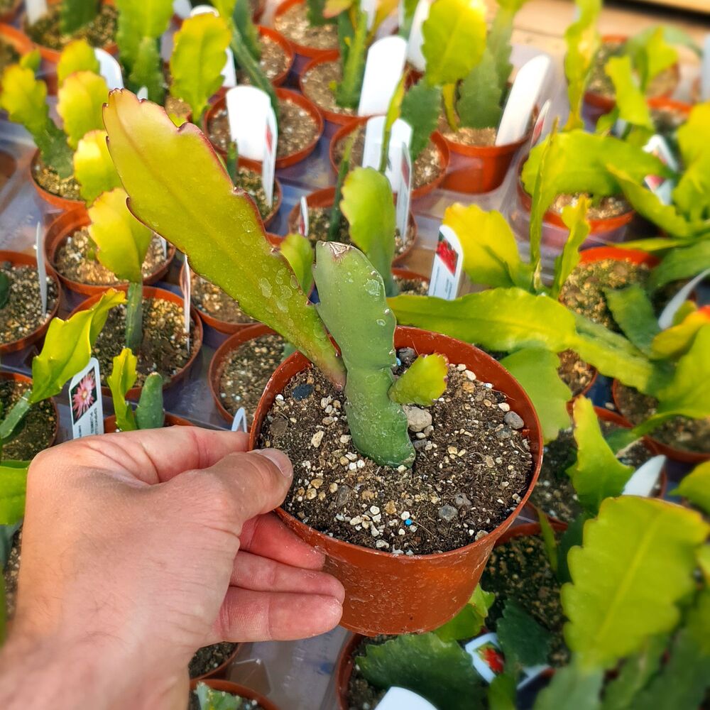 EPIPHYLLUM HYBRID VOGELII, image , 2 image
