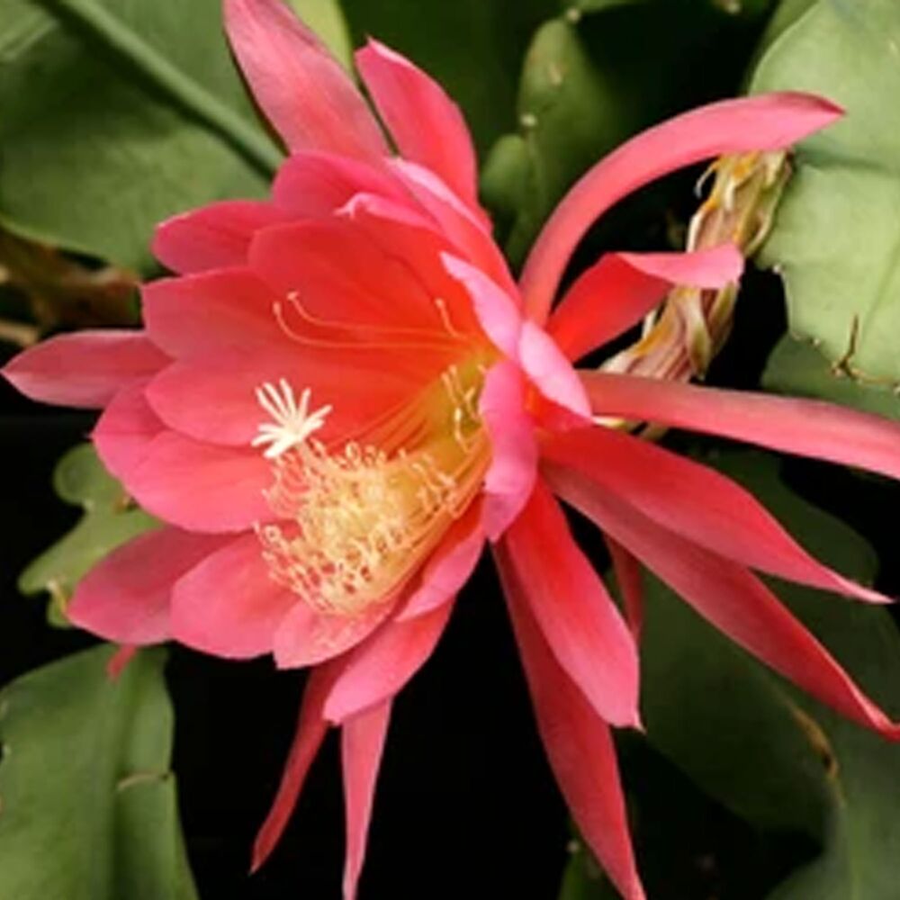 EPIPHYLLUM HYBRID BRUIN, image 