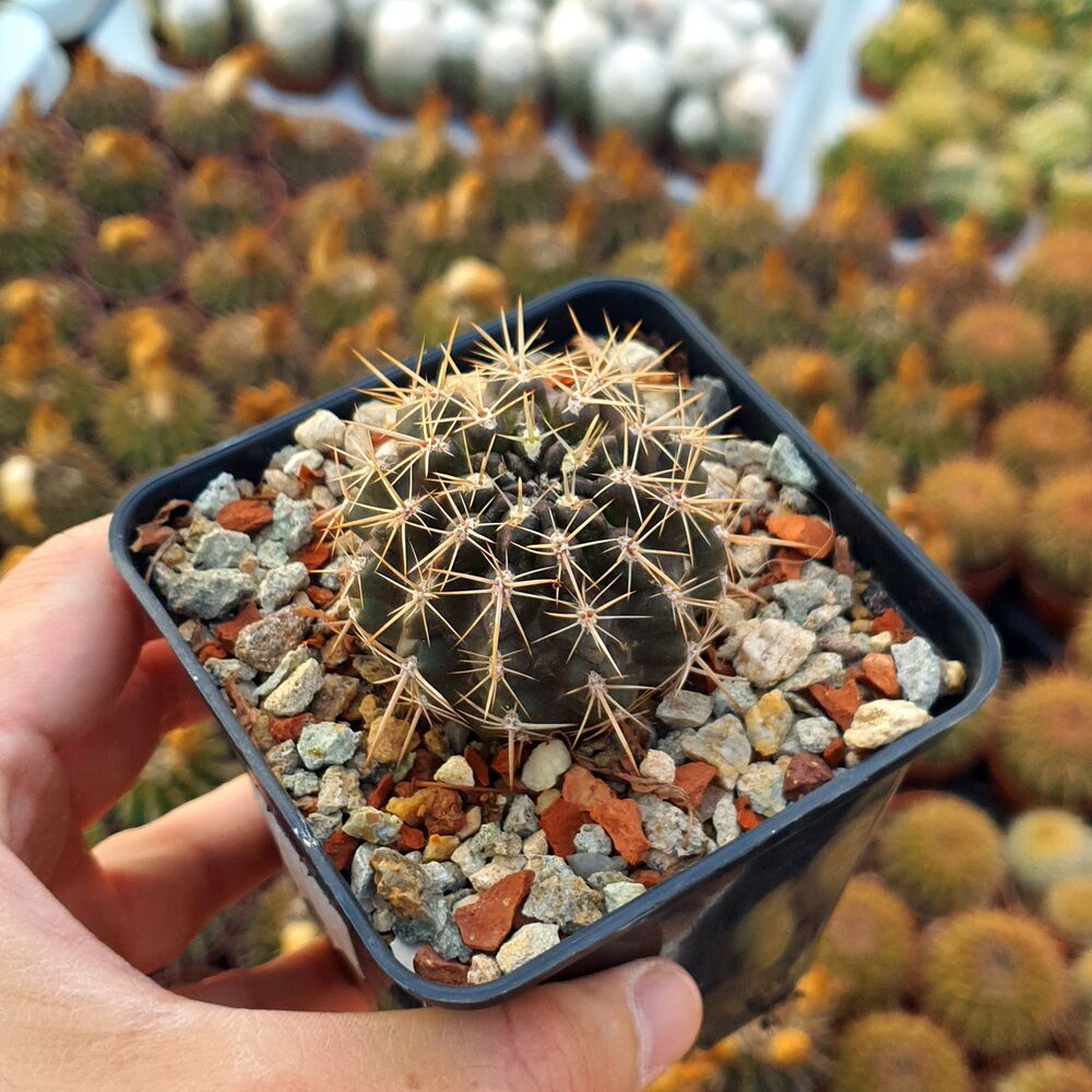 ERIOSYCE CURVISPINA, image 