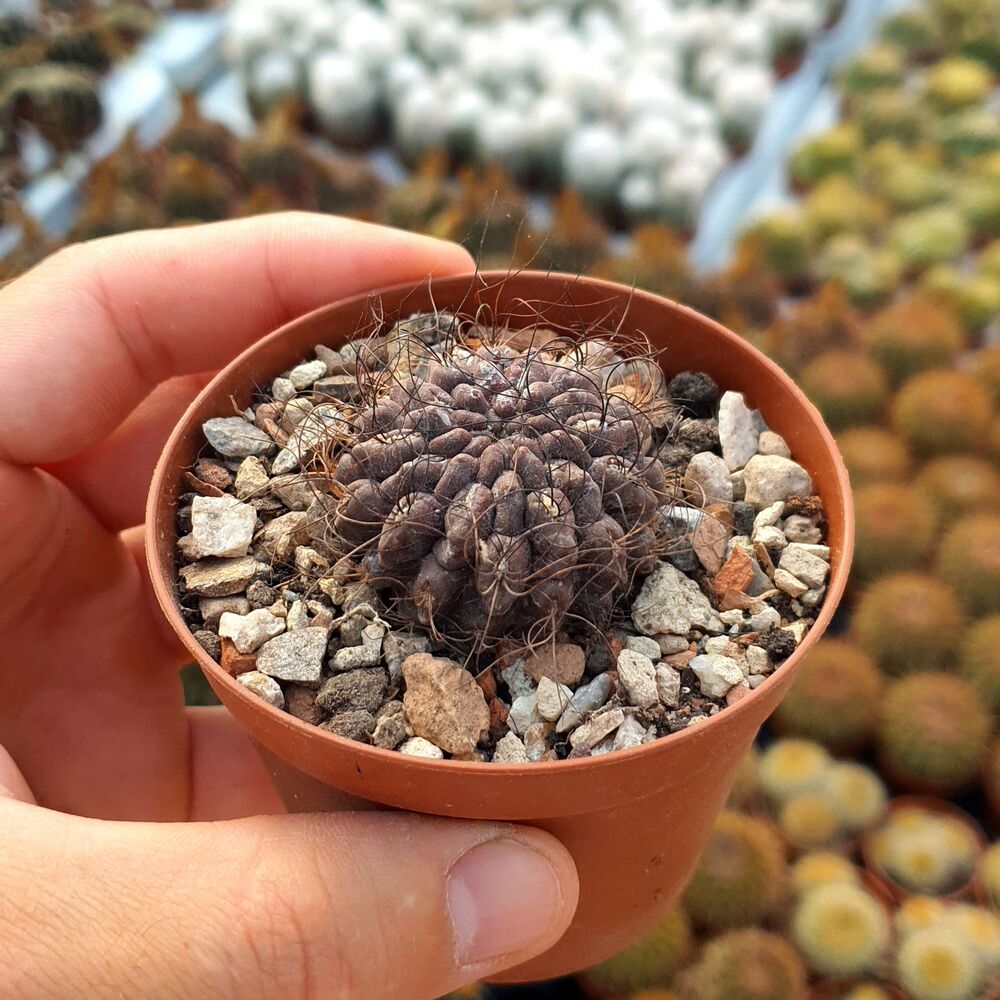 ERIOSYCE CRISPA, image 