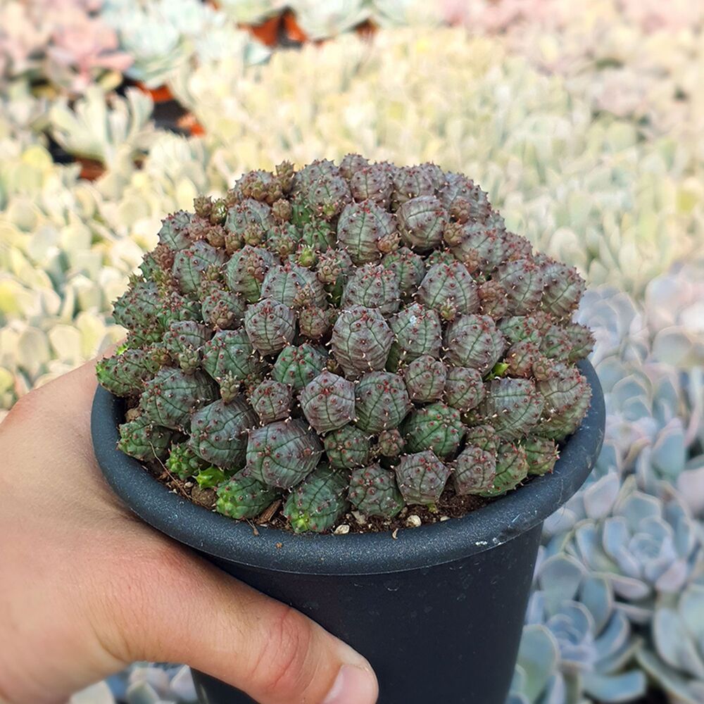 EUPHORBIA DAISYMONTANA OBESA X TUBIGLANS, image 
