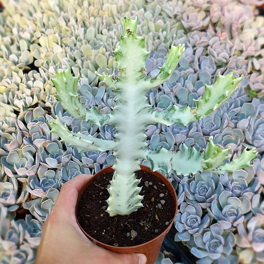 EUPHORBIA LACTEA WHITE GHOST, image 