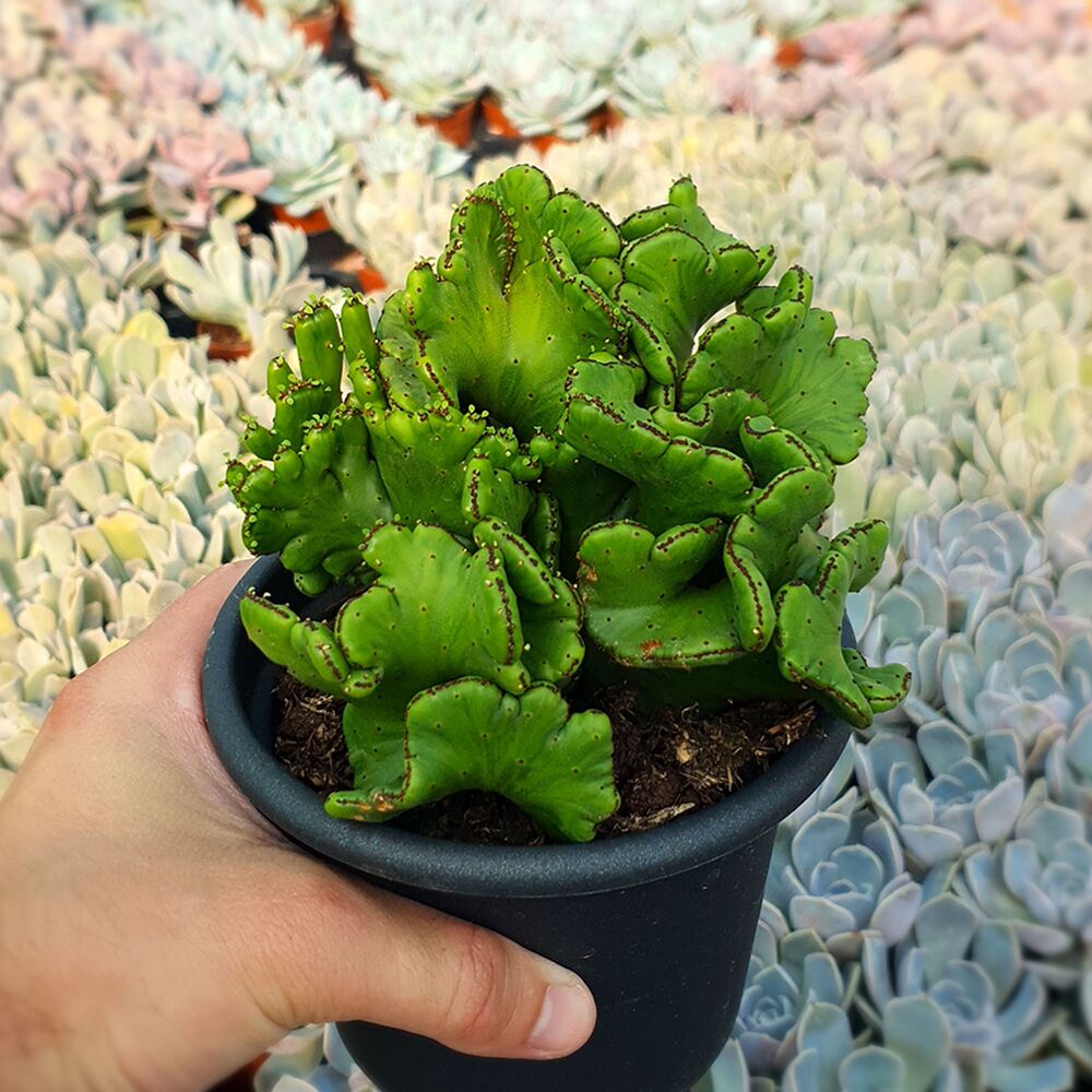 EUPHORBIA LEUCODENDRON CRISTATA, image 