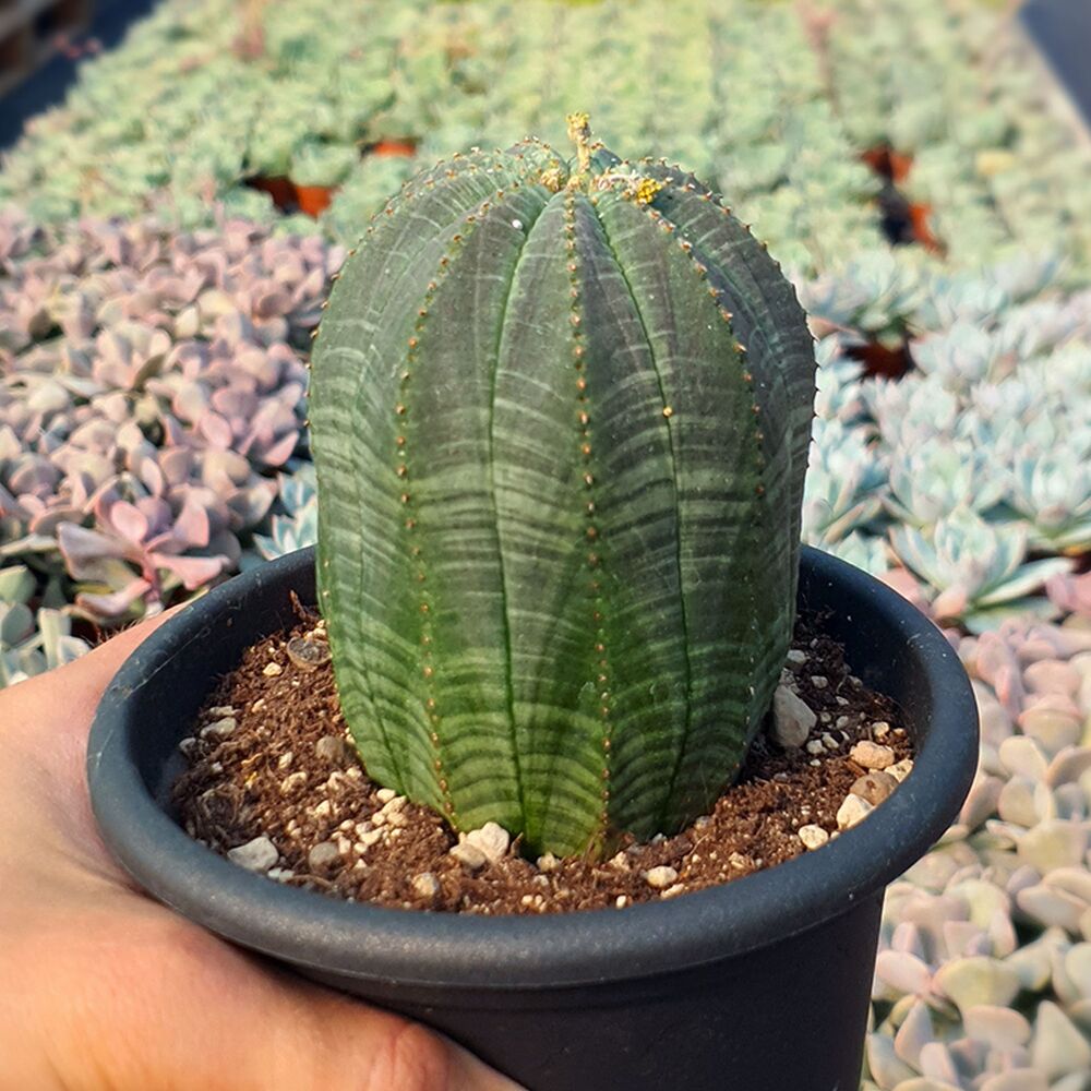 EUPHORBIA OBESA, image , 2 image