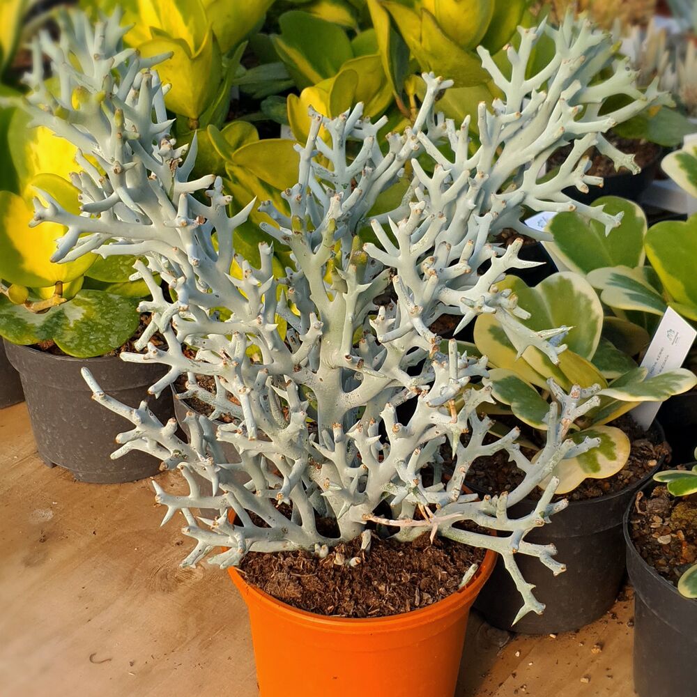 EUPHORBIA STENOCLADA, image 